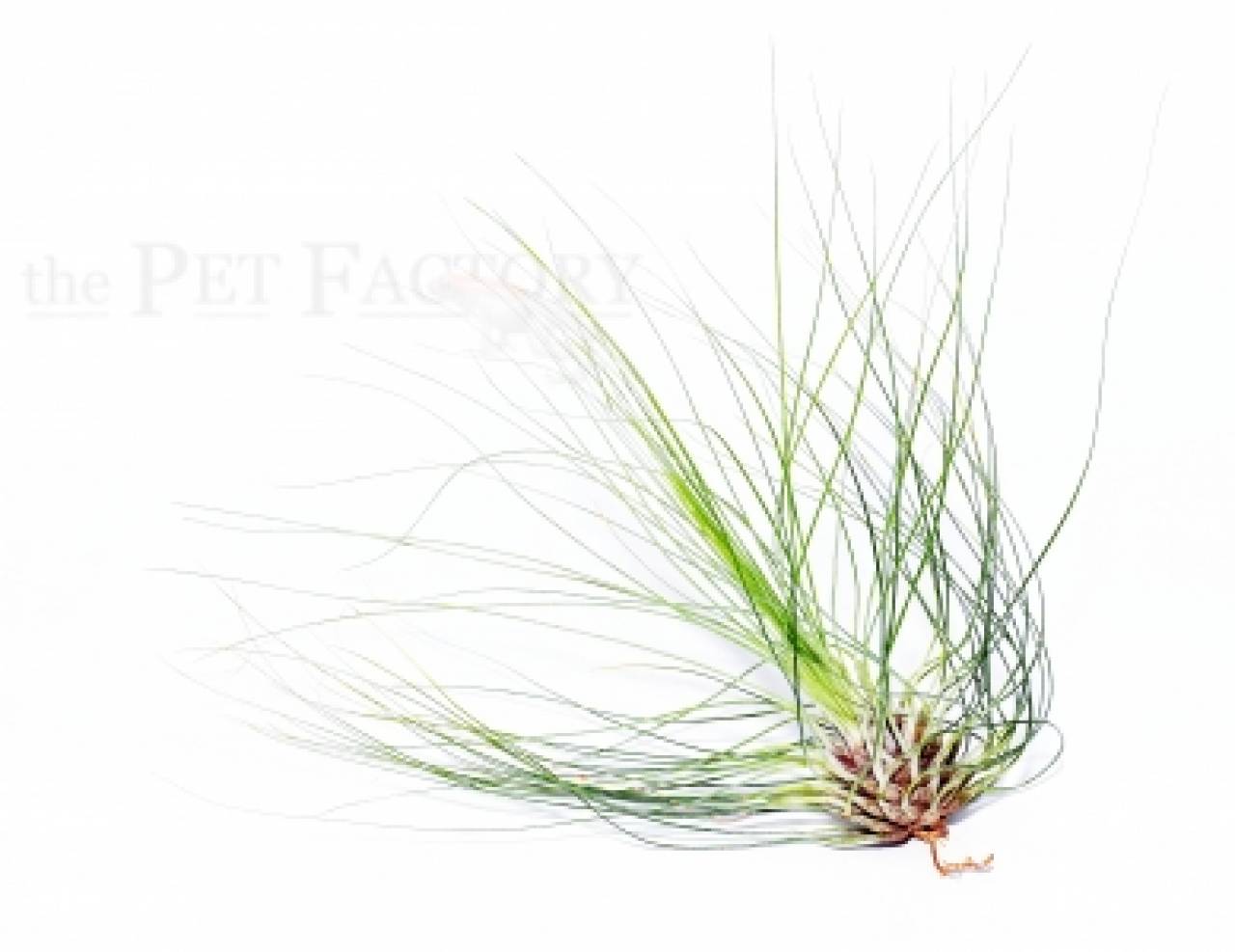 Tillandsia filifolia